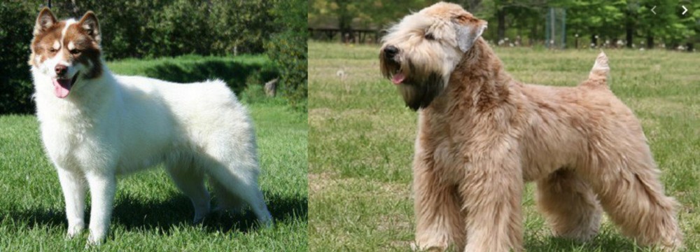 Wheaten Terrier vs Canadian Eskimo Dog - Breed Comparison