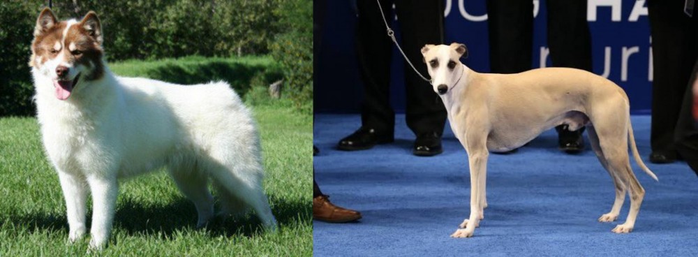 Whippet vs Canadian Eskimo Dog - Breed Comparison