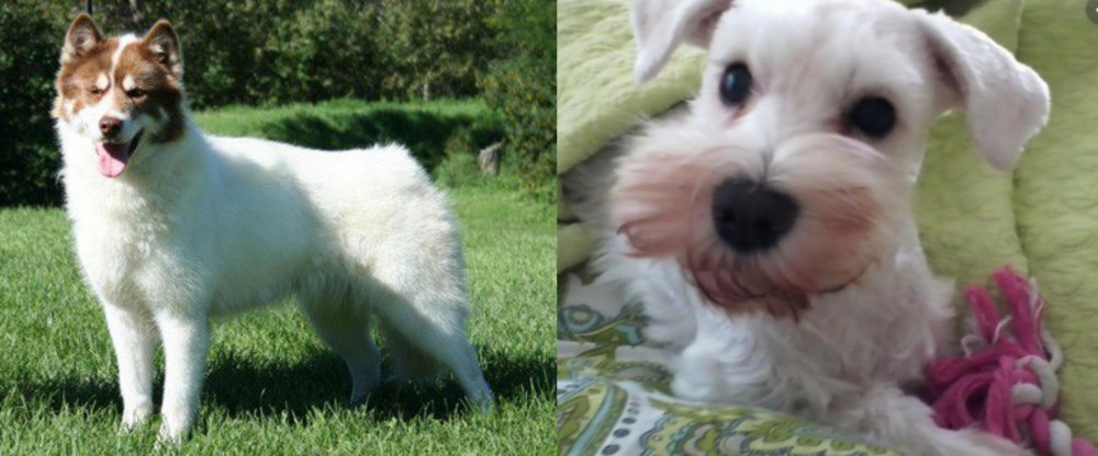 White Schnauzer vs Canadian Eskimo Dog - Breed Comparison