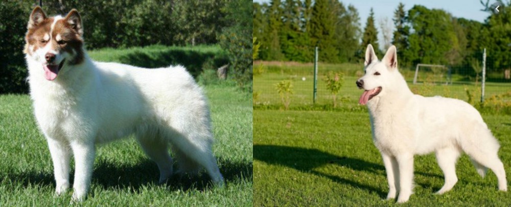 White Shepherd vs Canadian Eskimo Dog - Breed Comparison