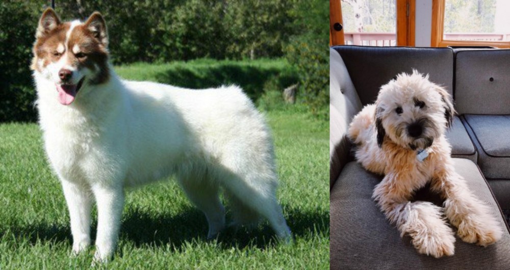 Whoodles vs Canadian Eskimo Dog - Breed Comparison