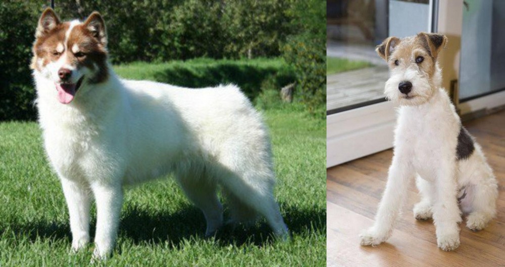 Wire Fox Terrier vs Canadian Eskimo Dog - Breed Comparison