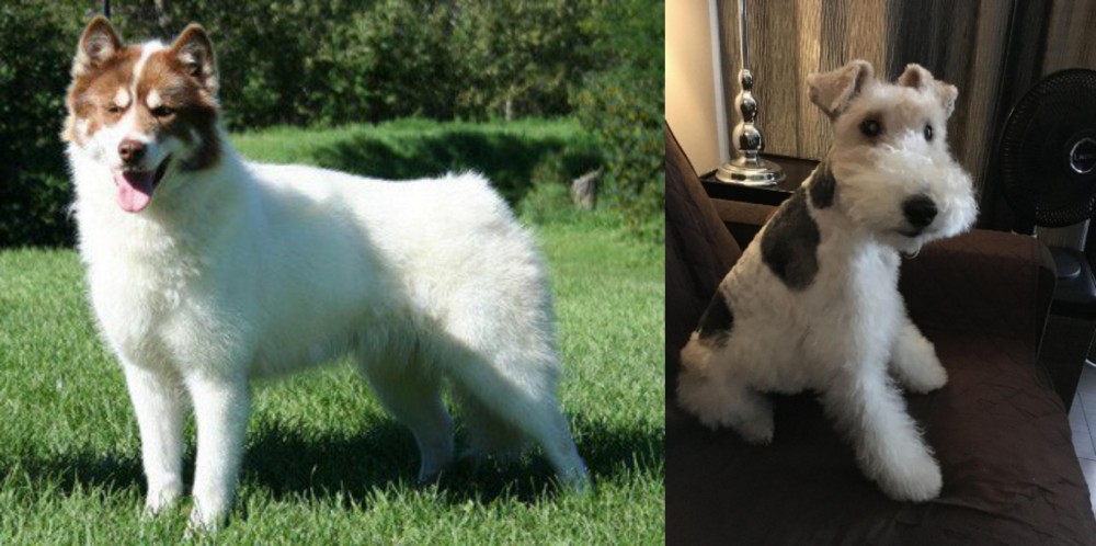 Wire Haired Fox Terrier vs Canadian Eskimo Dog - Breed Comparison