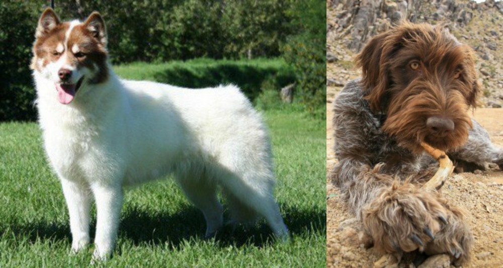 Wirehaired Pointing Griffon vs Canadian Eskimo Dog - Breed Comparison