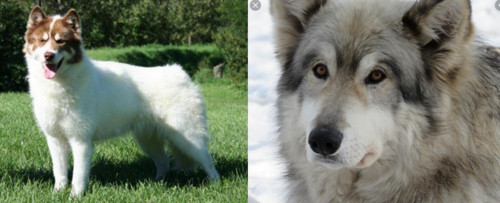 Wolfdog vs Canadian Eskimo Dog - Breed Comparison