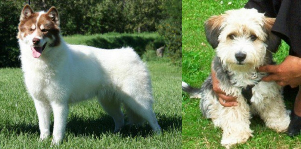 Yo-Chon vs Canadian Eskimo Dog - Breed Comparison
