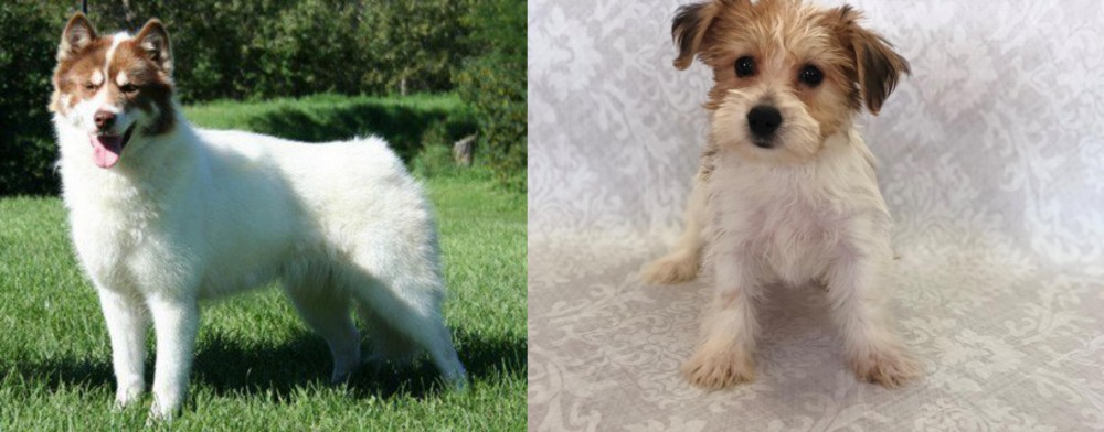 Yochon vs Canadian Eskimo Dog - Breed Comparison