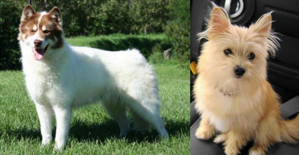 Yoranian vs Canadian Eskimo Dog - Breed Comparison