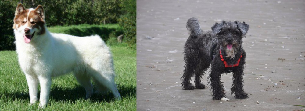 YorkiePoo vs Canadian Eskimo Dog - Breed Comparison