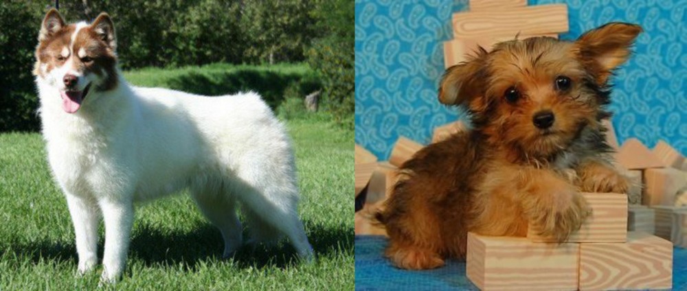 Yorkillon vs Canadian Eskimo Dog - Breed Comparison
