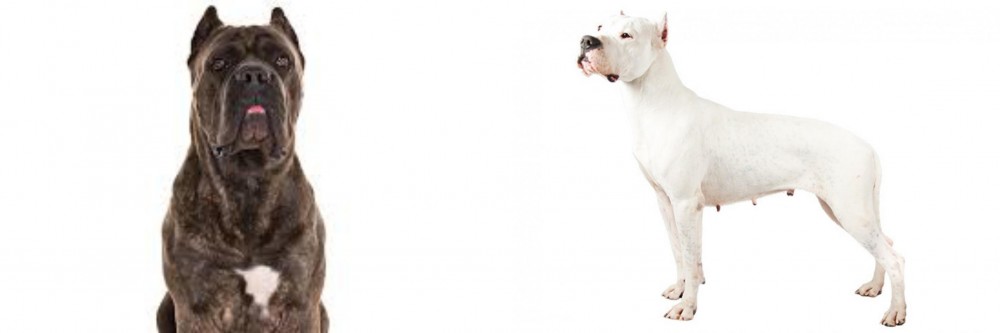 Argentine Dogo vs Cane Corso - Breed Comparison