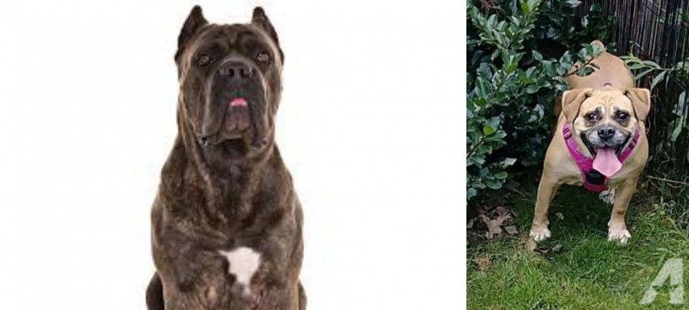 Beabull vs Cane Corso - Breed Comparison