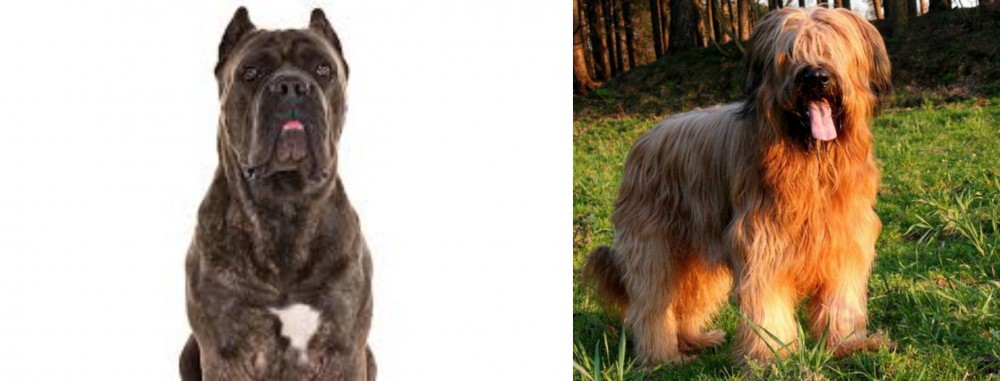 Briard vs Cane Corso - Breed Comparison
