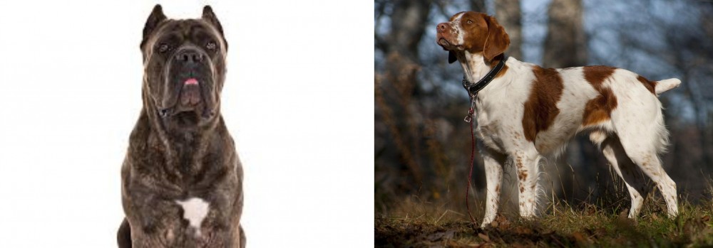 Brittany vs Cane Corso - Breed Comparison