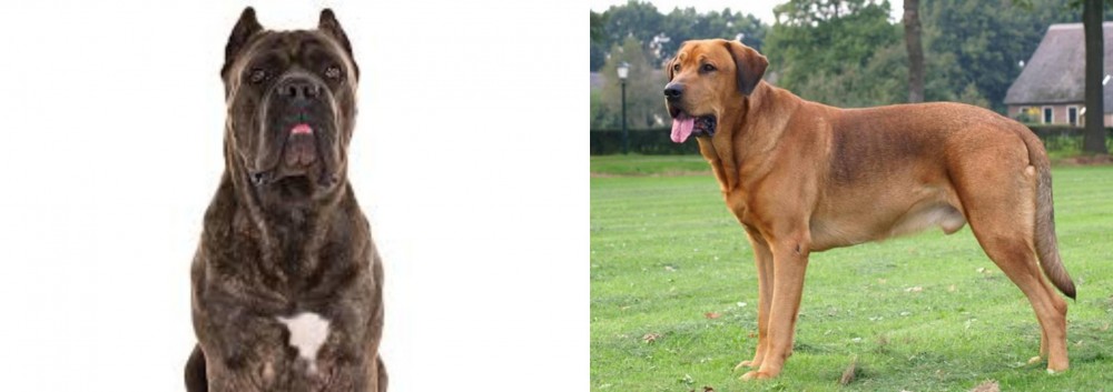 Broholmer vs Cane Corso - Breed Comparison