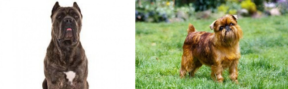 Brussels Griffon vs Cane Corso - Breed Comparison