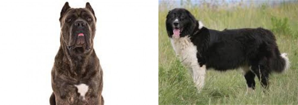 Bulgarian Shepherd vs Cane Corso - Breed Comparison