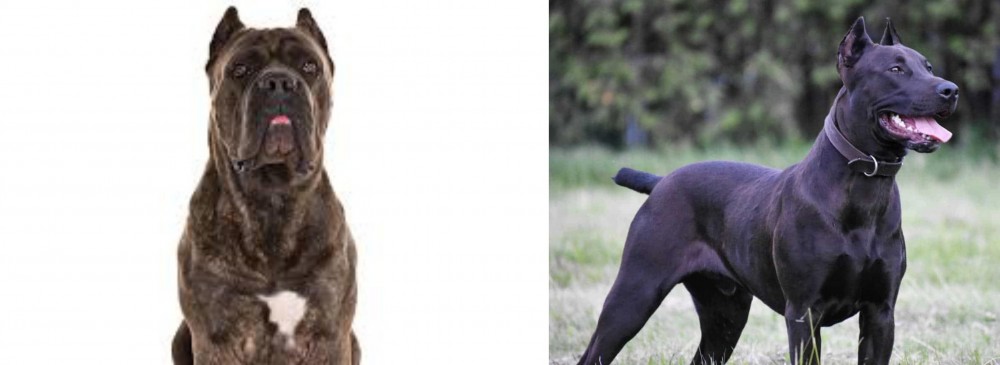 Canis Panther vs Cane Corso - Breed Comparison