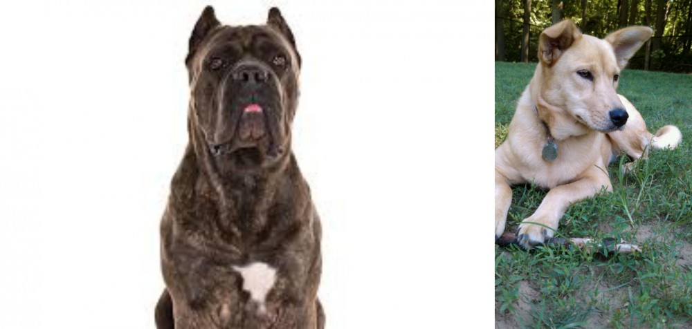 Carolina Dog vs Cane Corso - Breed Comparison