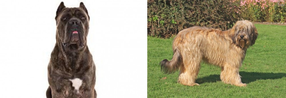 Catalan Sheepdog vs Cane Corso - Breed Comparison