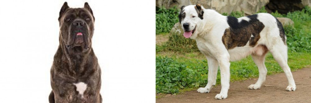 Central Asian Shepherd vs Cane Corso - Breed Comparison