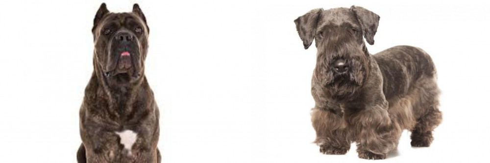 Cesky Terrier vs Cane Corso - Breed Comparison