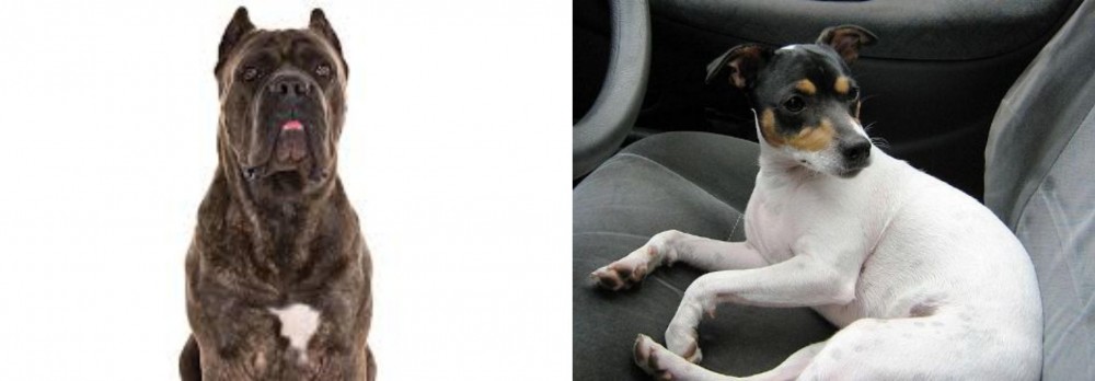 Chilean Fox Terrier vs Cane Corso - Breed Comparison