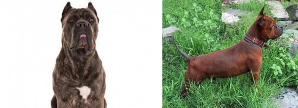 Chinese Chongqing Dog vs Cane Corso - Breed Comparison