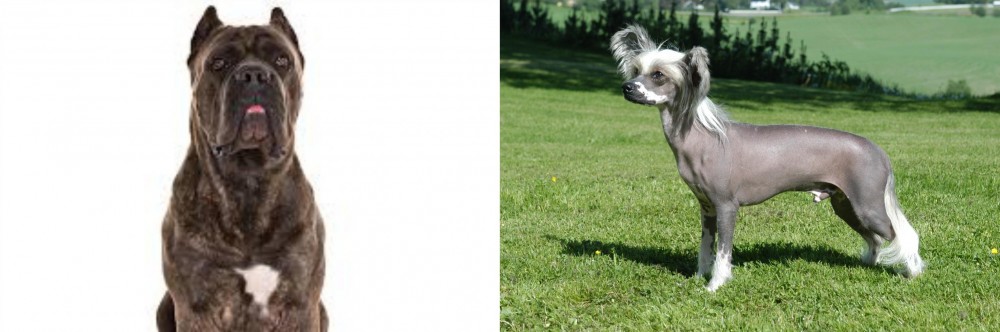 Chinese Crested Dog vs Cane Corso - Breed Comparison