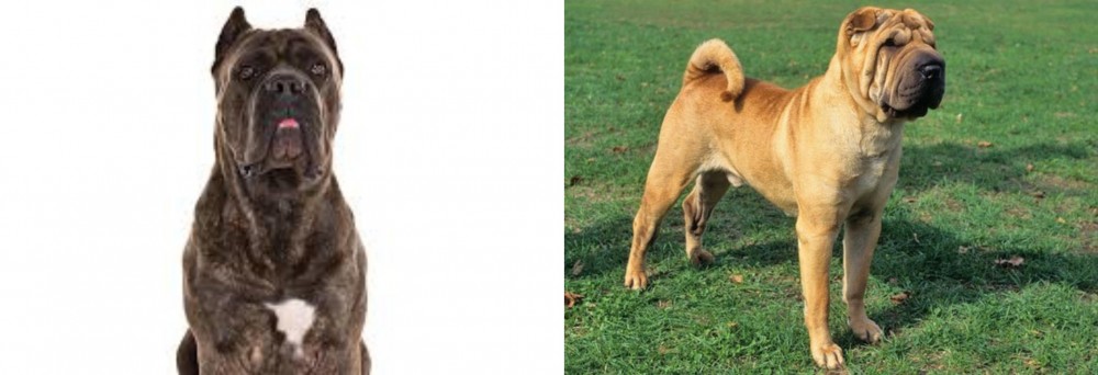 Chinese Shar Pei vs Cane Corso - Breed Comparison