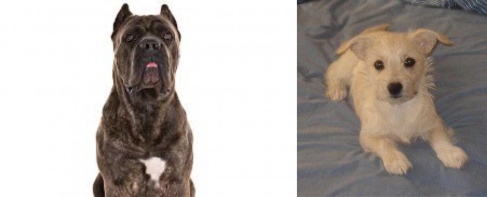 Chipoo vs Cane Corso - Breed Comparison
