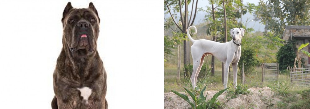 Chippiparai vs Cane Corso - Breed Comparison