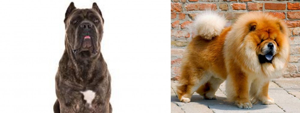 Chow Chow vs Cane Corso - Breed Comparison