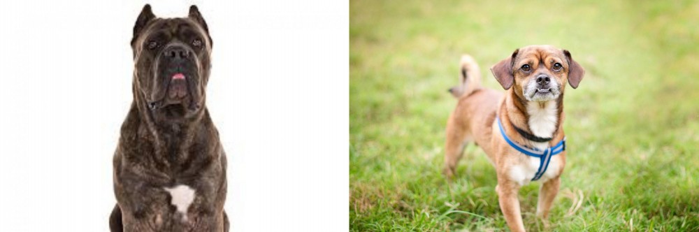 Chug vs Cane Corso - Breed Comparison