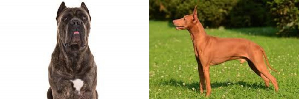 Cirneco dell'Etna vs Cane Corso - Breed Comparison