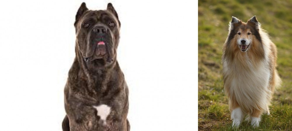 Collie vs Cane Corso - Breed Comparison