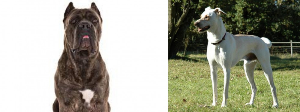 Cretan Hound vs Cane Corso - Breed Comparison