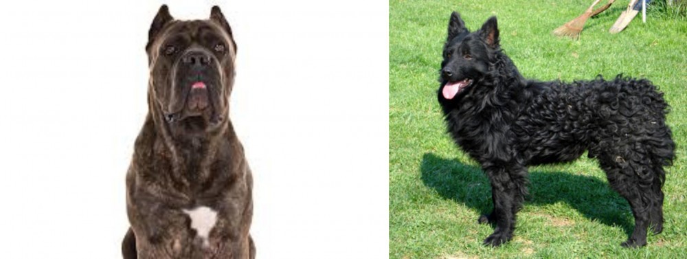 Croatian Sheepdog vs Cane Corso - Breed Comparison