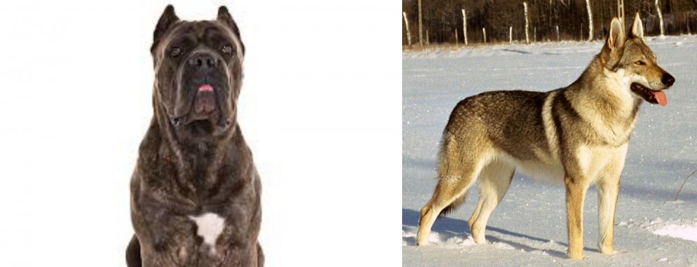 Czechoslovakian Wolfdog vs Cane Corso - Breed Comparison