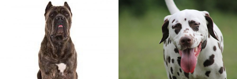 Dalmatian vs Cane Corso - Breed Comparison