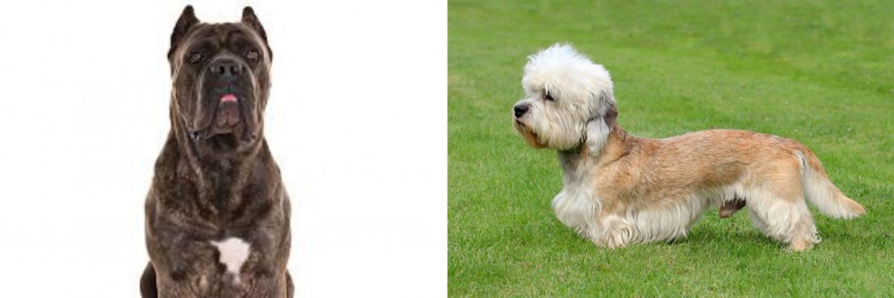 Dandie Dinmont Terrier vs Cane Corso - Breed Comparison
