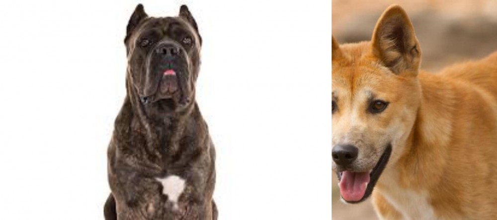 Dingo vs Cane Corso - Breed Comparison