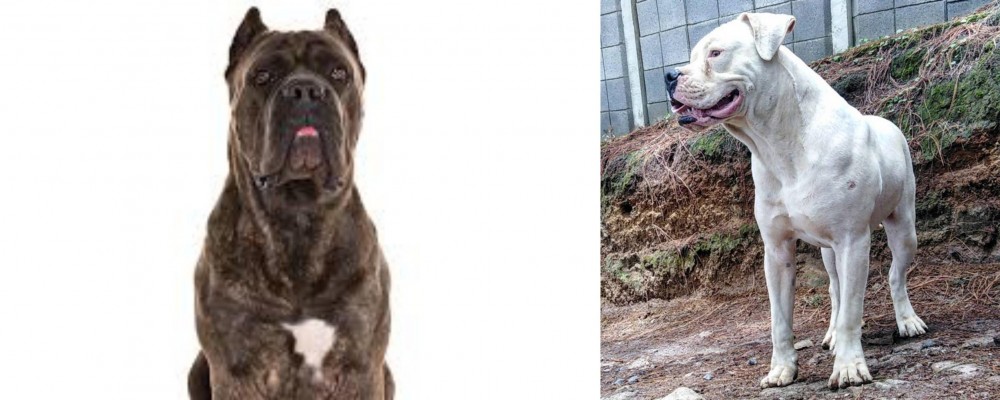Dogo Guatemalteco vs Cane Corso - Breed Comparison