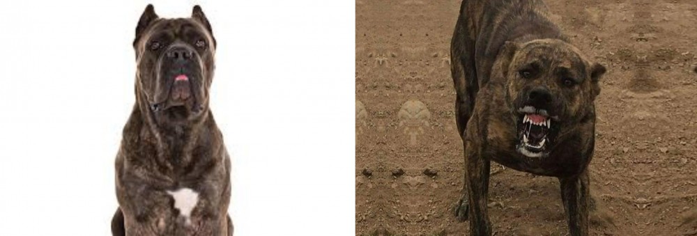 Dogo Sardesco vs Cane Corso - Breed Comparison