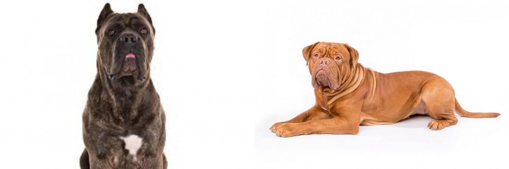 Dogue De Bordeaux vs Cane Corso - Breed Comparison