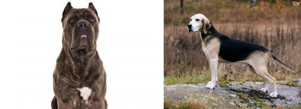 Dunker vs Cane Corso - Breed Comparison