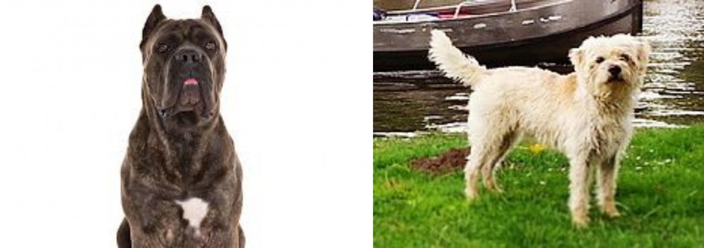 Dutch Smoushond vs Cane Corso - Breed Comparison