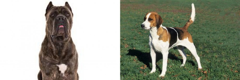 English Foxhound vs Cane Corso - Breed Comparison
