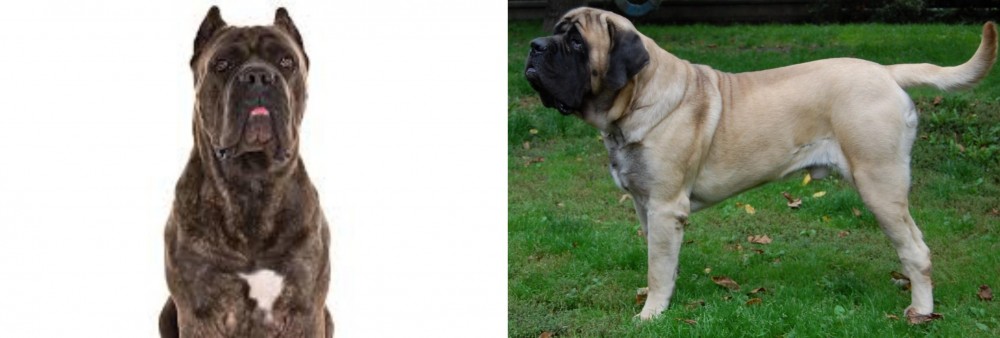 English Mastiff vs Cane Corso - Breed Comparison