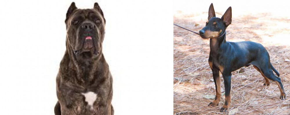 English Toy Terrier (Black & Tan) vs Cane Corso - Breed Comparison